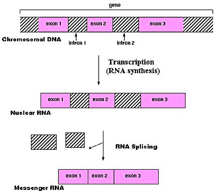 RNA splicing Mature mrna transcript Complete the diagram below by: 1. labelling the template strand of DNA. 2. adding the missing complementary base-pairs on the DNA strand. 3.