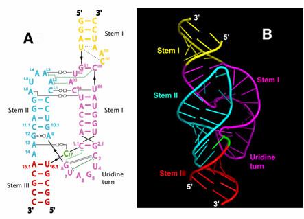 Fig. 17-11-3 RNA transcript (pre-mrna) Exon 1 Intron Exon 2 Protein snrna snrnps Other proteins Spliceosome PLAY Spliceosome components mrna