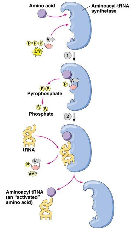 to ribosome Transfer RNA Transfer RNA (trna) serves as a bridging molecule in