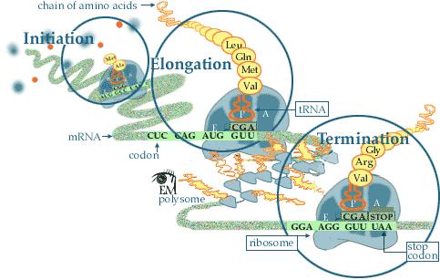 Three Stages of Transla3on Chain Ini7a7on Brings together mrna, small subunit, first trna, and finally, large subunit Chain Elonga7on Addi7on of amino acids Chain Termina7on Signals end of polypep7de