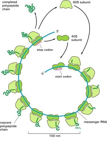 Mul7ple ribosomes translate single mrna