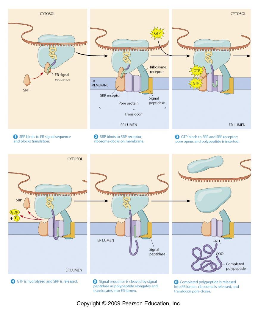 Protein folding Postransla3onal Modifica3ons Primary structure occurs as polypep7de formed Secondary, Ter7ary subsequent May be facilitated by chaperonin Further modifica7ons Sugars, Lipids,