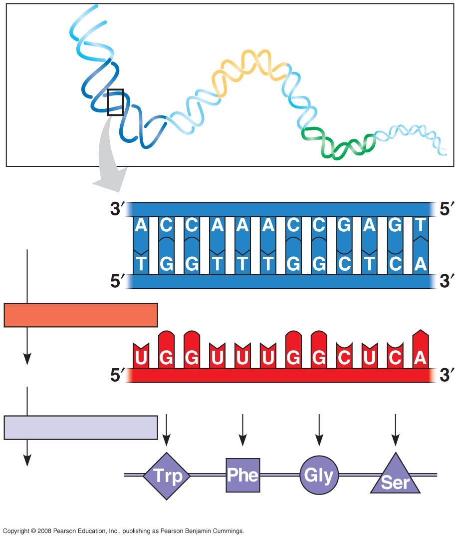 Codons along mrna molecule Read in the to direc7on Codons, Triplets of Bases DNA molecule Gene 1 Gene 2 Gene 3 DNA template strand TRANSCRIPTION