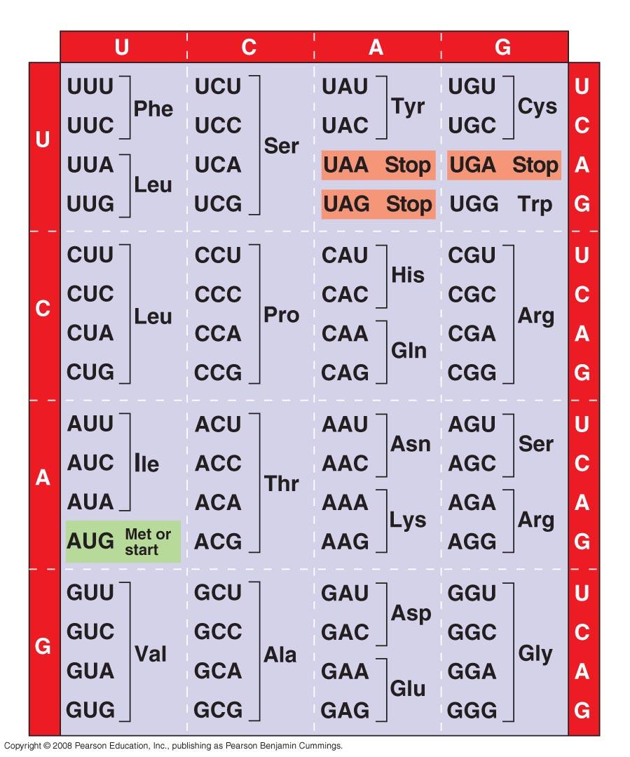 end transla7on Redundancy of the gene7c code No codon specifies more than one amino acid Reading frame But one amino acid may be coded for by more