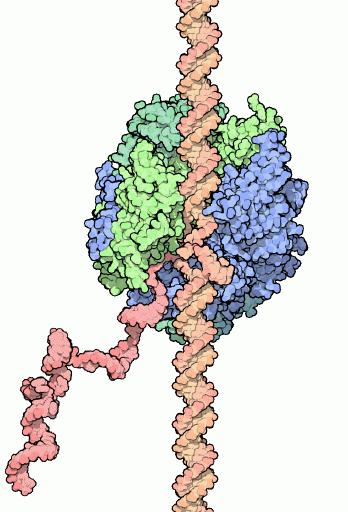 Transcrip3on RNA polymerase Catalyzes RNA synthesis Adds new RNA nucleo7des follows