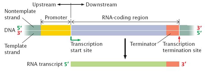 Components of Transcrip3on Promoter DNA sequence for RNA polymerase a[achment