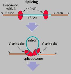 RNA Processing RNA splicing is carried out by spliceosomes Spliceosomes consist of a variety of proteins and