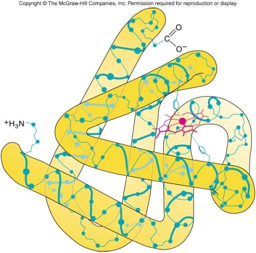 Tertiary Structure The total threedimensional shape of a polypeptide is its tertiary