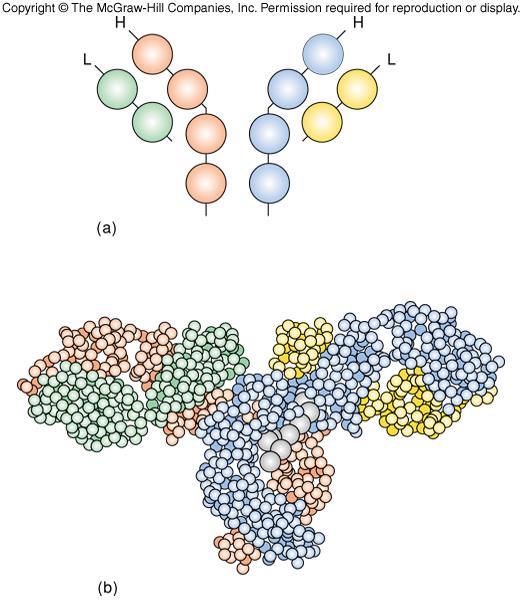 Protein Domains Compact structural regions of a protein are referred to as domains Immunoglobulins provide an example of 4 globular domains Domains
