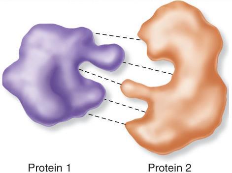 Protein-protein interactions Many cellular processes involve steps in which two or more different proteins interact with each other Specific