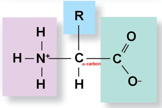 different amino acids with: An amino group (NH 3 +) A carboxyl group (COO - )