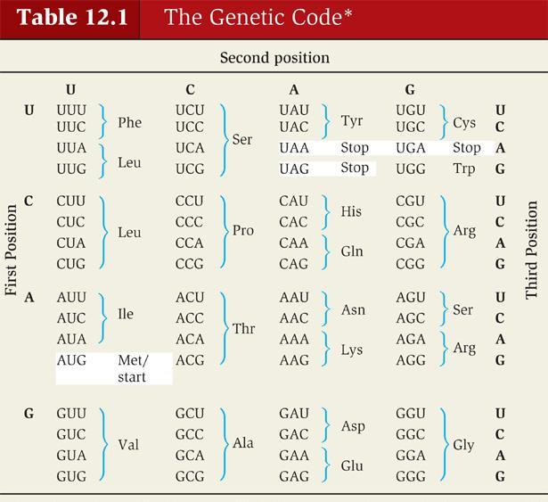 Translation Genetic code sequence of bases in an mrna molecule Read in groups of three nucleotide bases or codons Most
