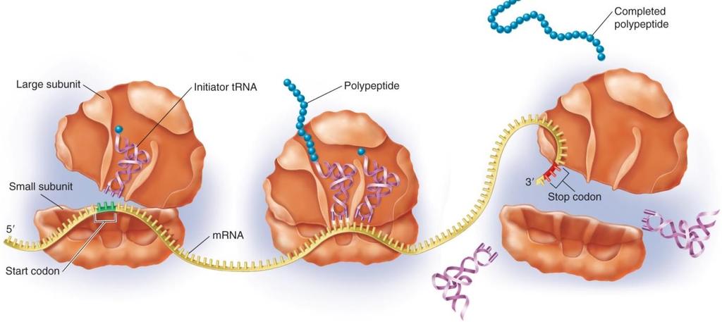 3 Stages of Translation 1. Initiation mrna, first trna and ribosomal subunits assemble 2.