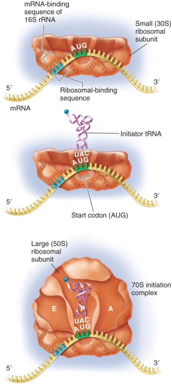 Initiation of Protein Synthesis The initiation codon (AUG) interacts with a special aminoacyl-trna In eukaryotes this is methionyl-trna In bacteria it is a derivative called N- formylmethionyl-trna