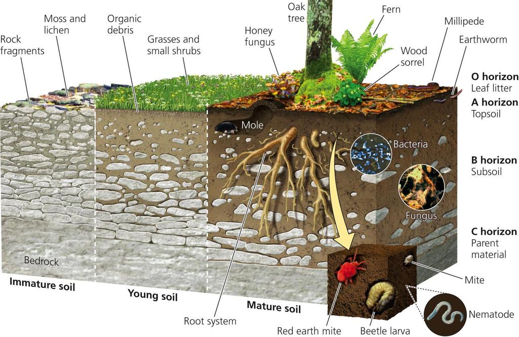 Soil Formation and Generalized