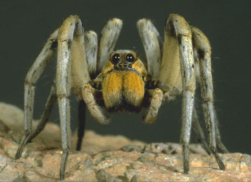 Natural Capital: Spiders are
