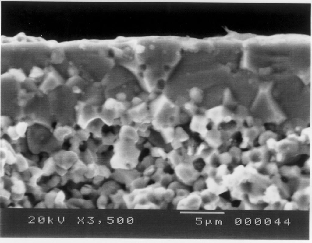 Microstructures of BCY Thin