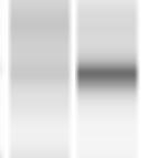 MG132 and DMOG. Cell lysates were analyzed using this ELISA and Western Blot. A).