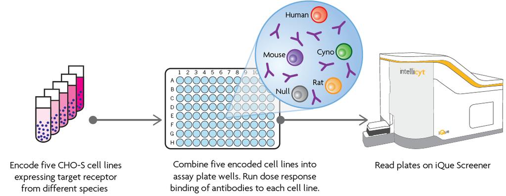 Screening for Cross Reactivity Using Cell Based Assays Figure 4 demonstrates the use of multiplexed cell based assays by scientists at Xoma Corporation to identify antibodies that react with a cell