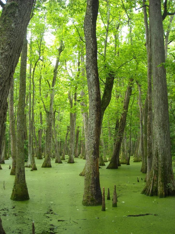 MYTH: All data lakes become swamps.