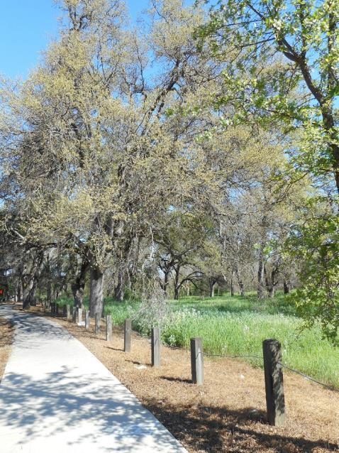 The Urban Forest in Citrus Heights Tree Canopy and Land Cover