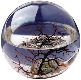 It s your birthday!! And you just received this really cool gift from a friend! An Ecosphere!