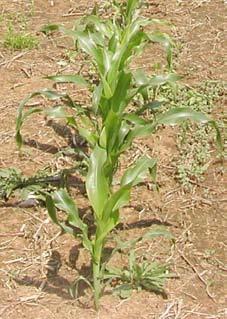 AGR-195 Replanting Options for Corn Chad Lee, James Herbek, J.D.