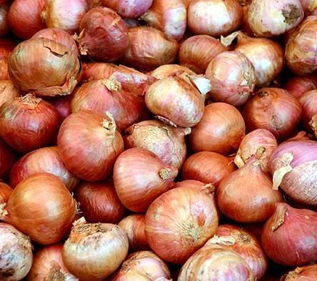 Maharashtra produces over 30 per cent of the nation s onion crop and the Lasalgaon market, controlled by the State s Agriculture Produce Market Committee (APMC), is the largest in the country.