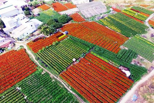Measure 8: Promoting on farm diversification After years of development, Sa Dec village in Mekong delta has now 212 hectare of flowers.