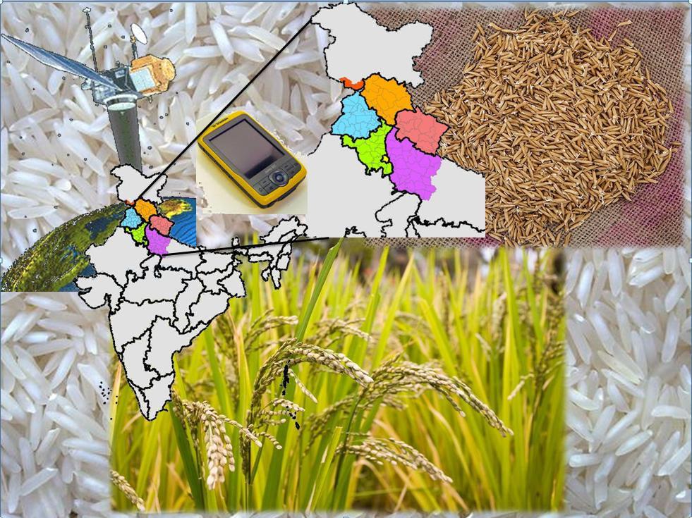 Satellite Based Basmati Crop Acreage and Yield Estimation for Kharif Season-2013 (Final Report Volume IV, 15 th November 2013) Submitted to: Basmati Export Development Foundation Agricultural and