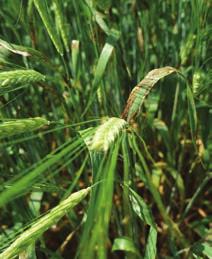 The main spray timing in barley is at GS31 (first node). This ensures tillers and spikelets are maintained to generate yield.