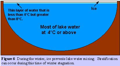 Lakes in Winter Often covered in ice and snow, preventing atmospheric oxygen from dissolving with the water The water is layered according to density 1. Ice 2. Water at 0 o C 3.9 o C 3.