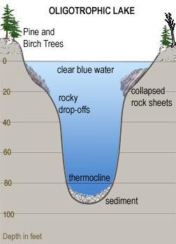 Two Kinds of Lakes - Oligotrophic Features Tend to be deep and cold Low nutrient levels (limiting the size of producers) Water tends to very clear because