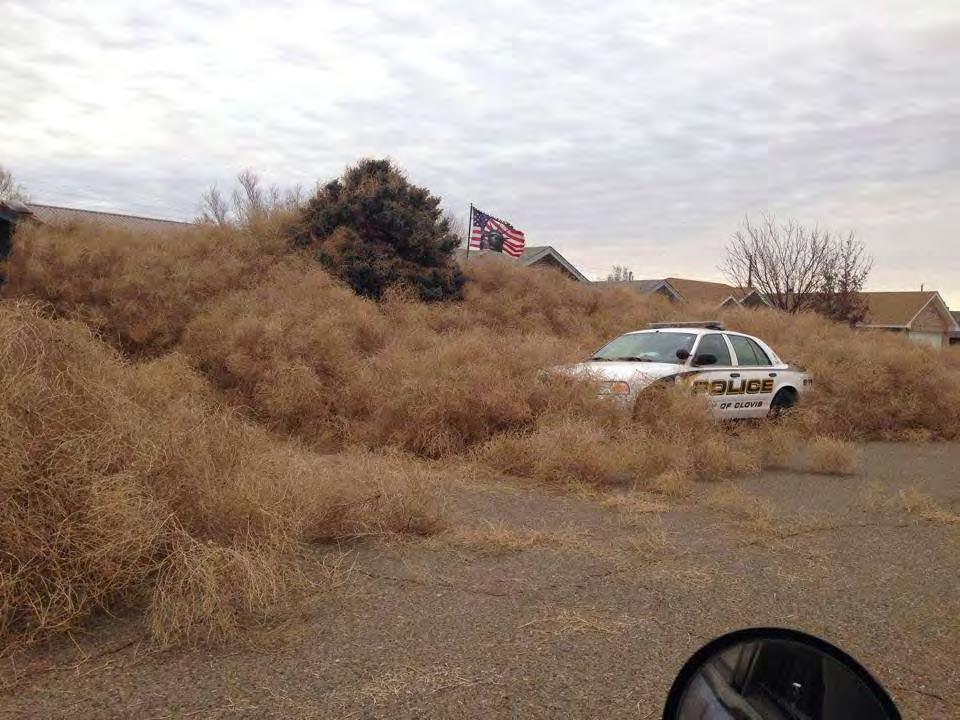 Tumble Weed Attack Exposed Clovis to