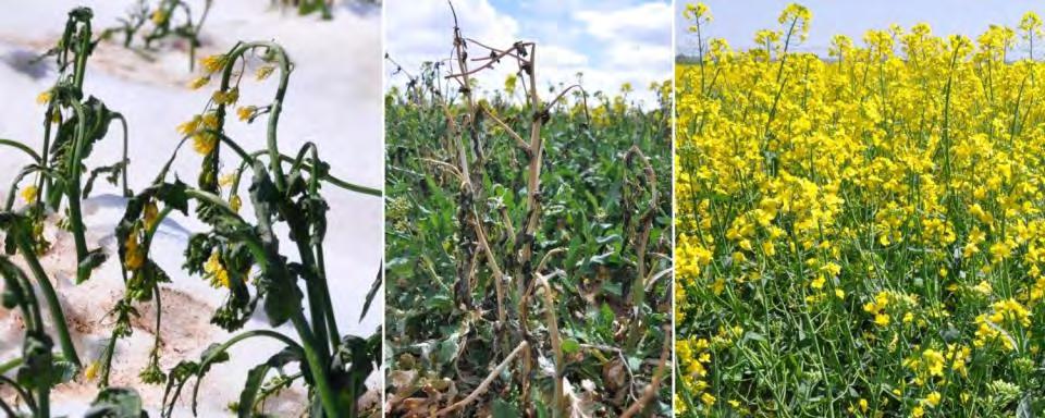 Canola Freeze Injury & Recovery Late Spring Frost (Mar 28,