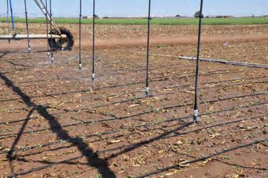 No-pre-irrigation (NPI) (depleted soil profile) Sub plot: cultivars and irrigation levels