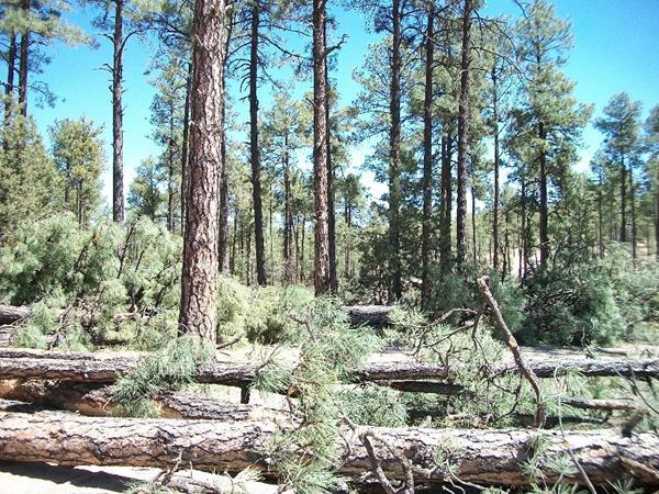 New Mexico Timber Harvest 28.8 MMBF harvest in 2012 50.