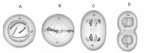 Mitosis is a form of asexual reproductionmeans only 1 organism required Occurs in response to the body s need for