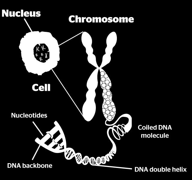 DNA is packaged tightly into pieces called chromosomes that is visible during cell