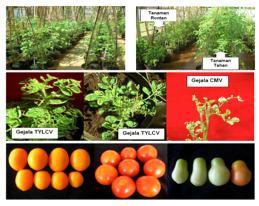 (pest and virus resistant) Corn and peanut Tomato, potato Universities Bogor Agricultural University Bandung Institute of