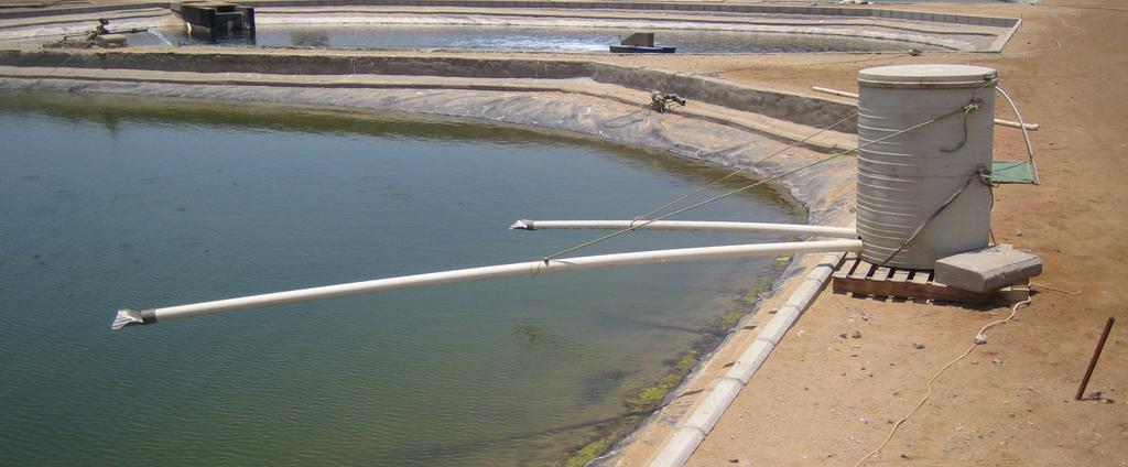 Recirculation aquaculture systems (RAS) technology is still evolving and improving. These land-based systems operate by recirculating and filtering water.
