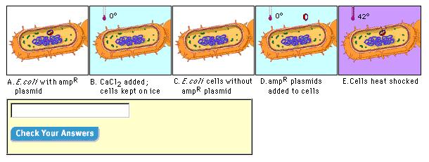 e. f. 8. The figures below show the events that take place during transformation of an E. coli cell. Type in the letters to indicate the correct order in which the events occur. 9.