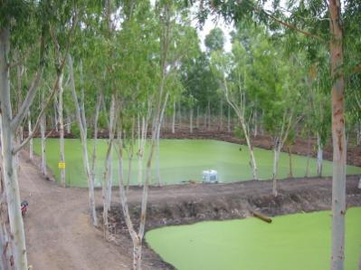 The investigation was performed and found that there is a great percentage of total dissolved solids in the Project Green effluent and possibly accumulated onto the soil of the Project Green.