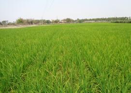 Crop Diversification Farmers had preference to grow rice crop only.