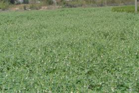 value and soil restoring crops such as sweet corn, sesame, soybean and peanut.