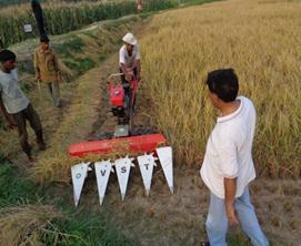 Mechanized paddy harvesting Badshabhog at