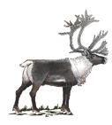 human activities and structures Changed predator-prey interactions deer/moose