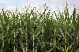 High production maize fields have 80 to 90 thousand plants/ha