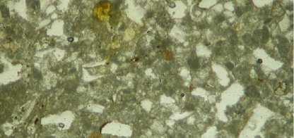 sedimentary rock of marine
