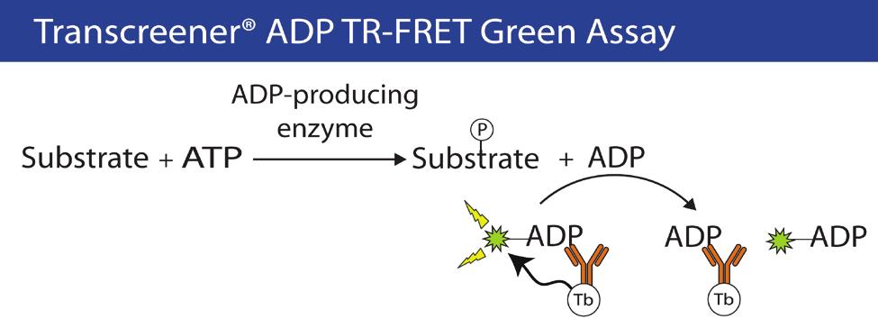 Transcreener ADP TR-FRET Green Assay Instructions for Part Numbers 3005-1K and 3005-10K 1.0 Introduction p.2 2.0 Assay Components p.3 3.0 Protocol p.4 Set up ADP Detection System p.